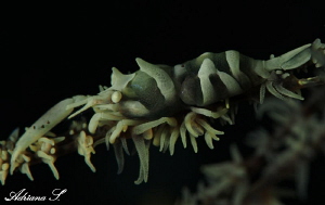 Shrimp on black coral by Adriana Simeonova 